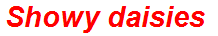 Showy daisies