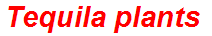 Tequila plants