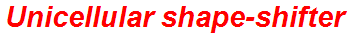 Unicellular shape-shifter