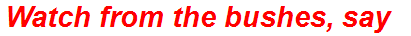 Watch from the bushes, say