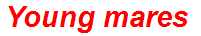 Young mares