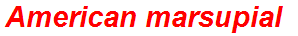 American marsupial
