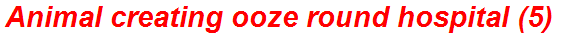 Animal creating ooze round hospital (5)