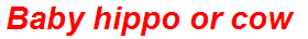 Baby hippo or cow