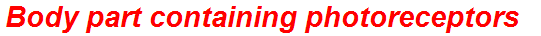 Body part containing photoreceptors