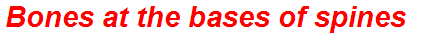 Bones at the bases of spines