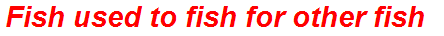 Fish used to fish for other fish