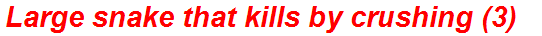 Large snake that kills by crushing (3)