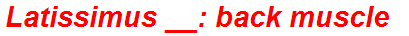 Latissimus __: back muscle