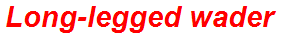Long-legged wader