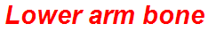 Lower arm bone