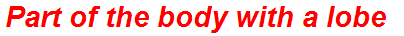 Part of the body with a lobe