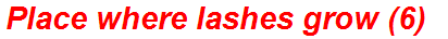 Place where lashes grow (6)