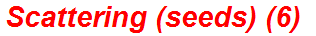 Scattering (seeds) (6)