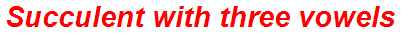 Succulent with three vowels