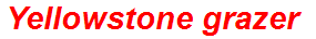 Yellowstone grazer