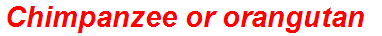 Chimpanzee or orangutan