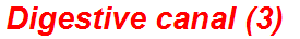 Digestive canal (3)