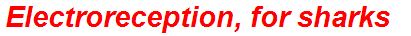 Electroreception, for sharks