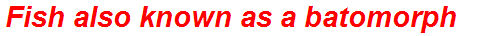 Fish also known as a batomorph