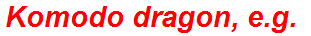Komodo dragon, e.g.