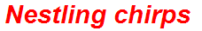 Nestling chirps