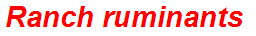 Ranch ruminants