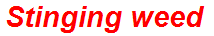 Stinging weed