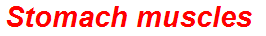 Stomach muscles