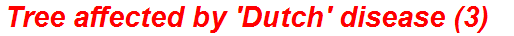 Tree affected by 'Dutch' disease (3)