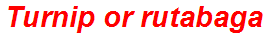 Turnip or rutabaga