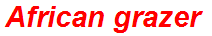 African grazer