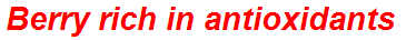 Berry rich in antioxidants