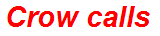 Crow calls