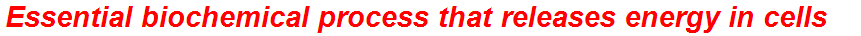 Essential biochemical process that releases energy in cells