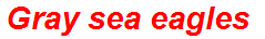 Gray sea eagles