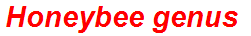 Honeybee genus