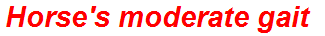 Horse's moderate gait