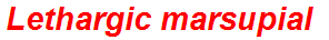 Lethargic marsupial