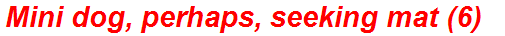 Mini dog, perhaps, seeking mat (6)