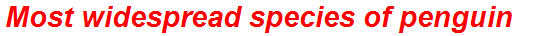 Most widespread species of penguin