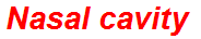 Nasal cavity