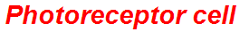 Photoreceptor cell