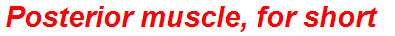 Posterior muscle, for short