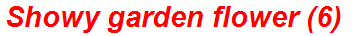 Showy garden flower (6)
