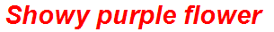 Showy purple flower
