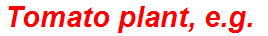 Tomato plant, e.g.