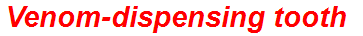 Venom-dispensing tooth