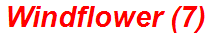 Windflower (7)