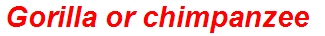 Gorilla or chimpanzee